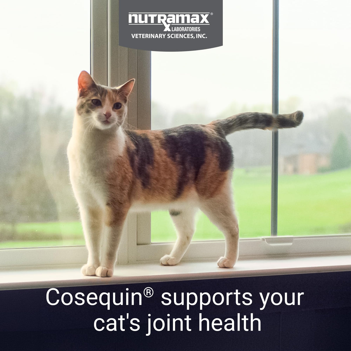 Joint Health Supplement for Cats, Soft Chews, 60ct Z92314
