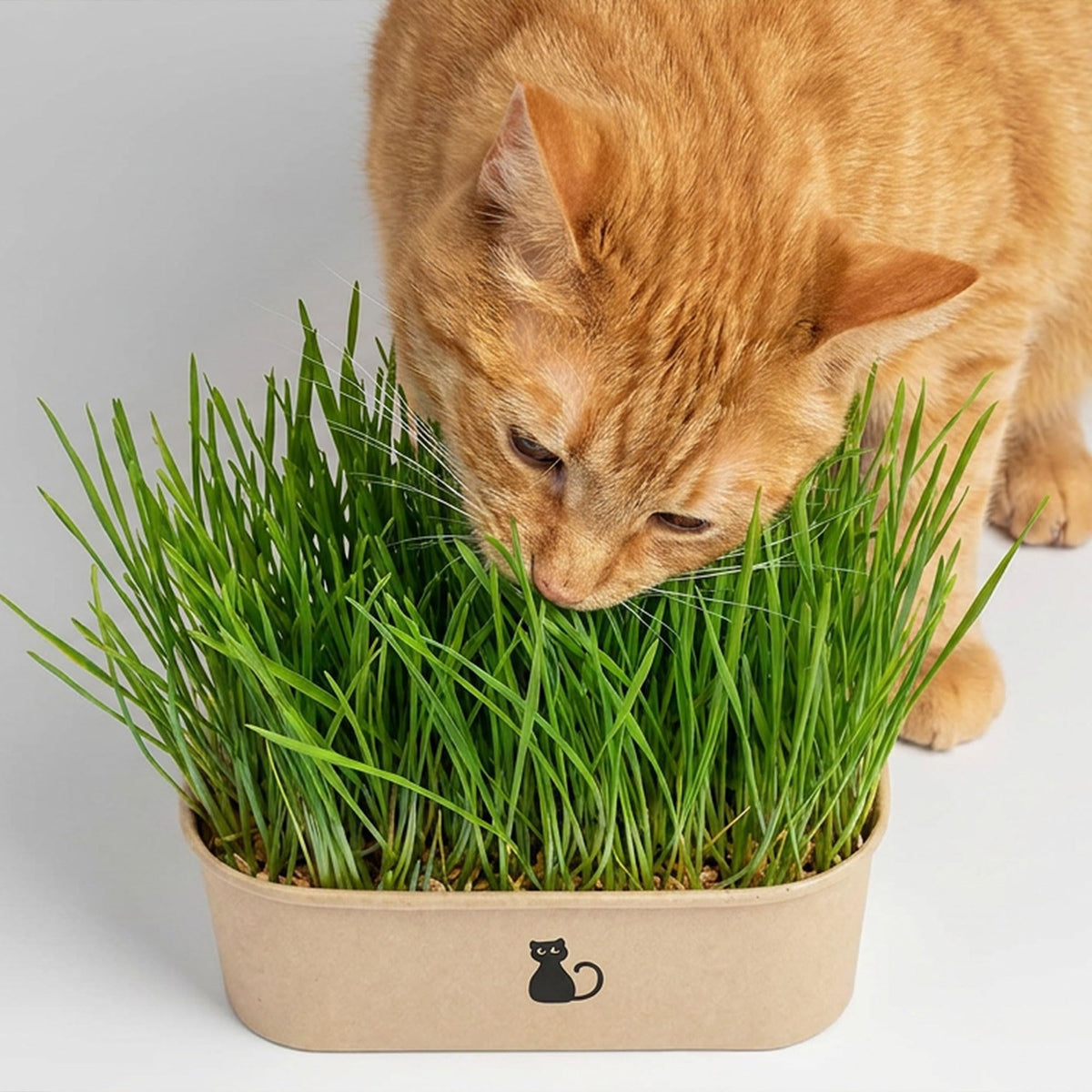 4-Batch Indoor Cat Grass Grow Kit with Containers, Soil Disks & Seeds G390