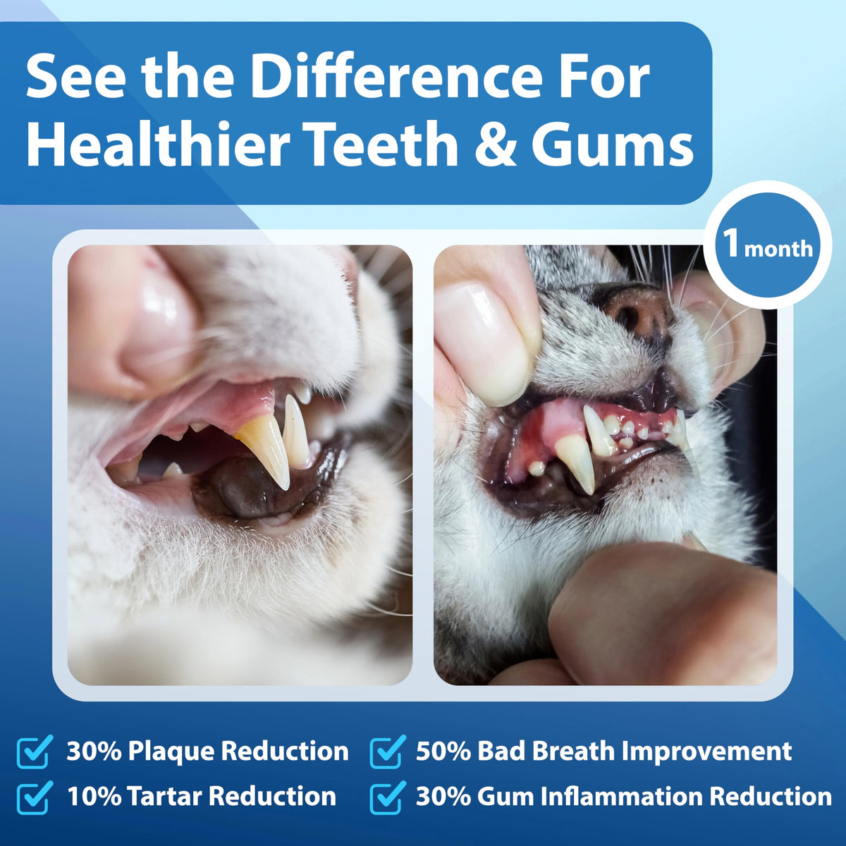 Cat Dental Powder Z6693